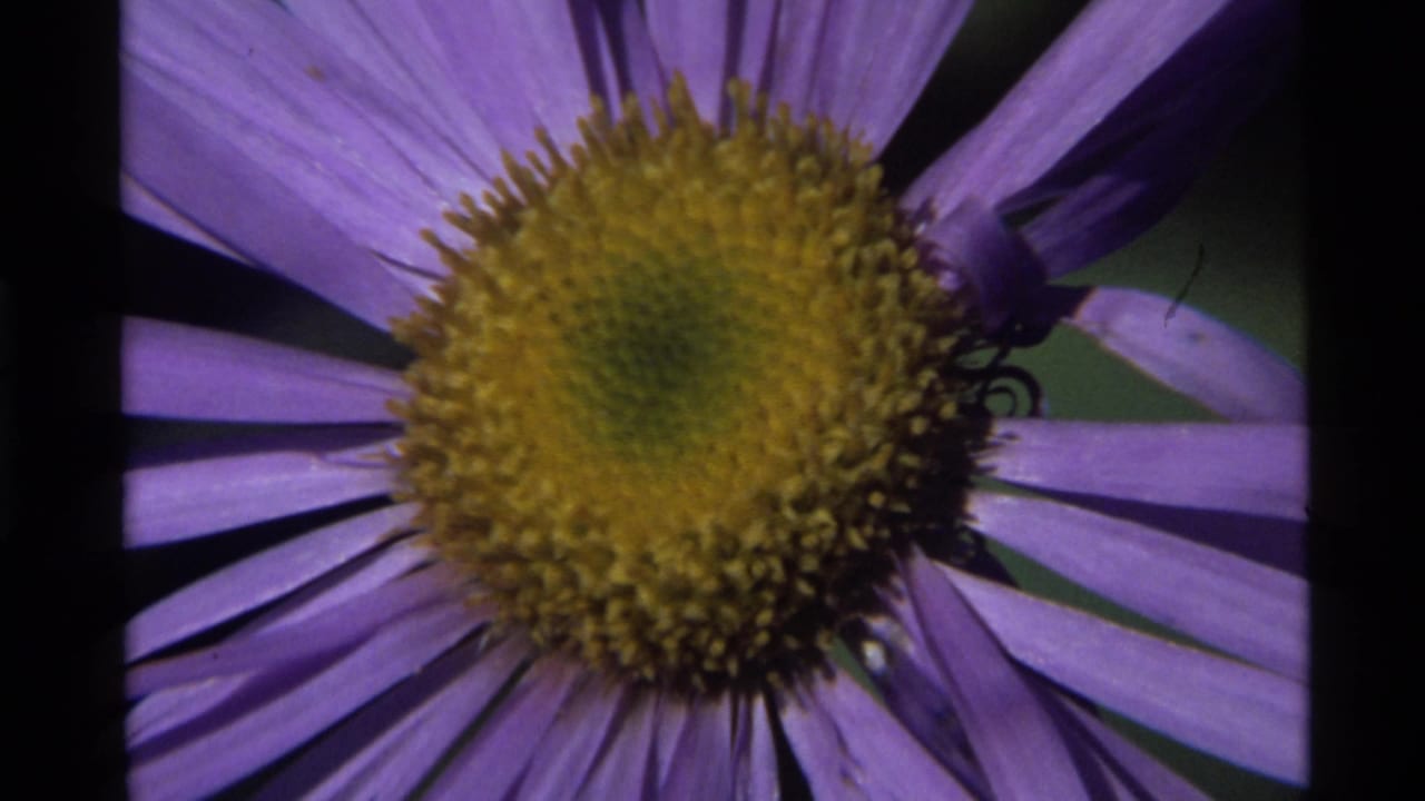 Purple wildflower with a yellow center fills the frame, with a small bumblebee near the upper petals.