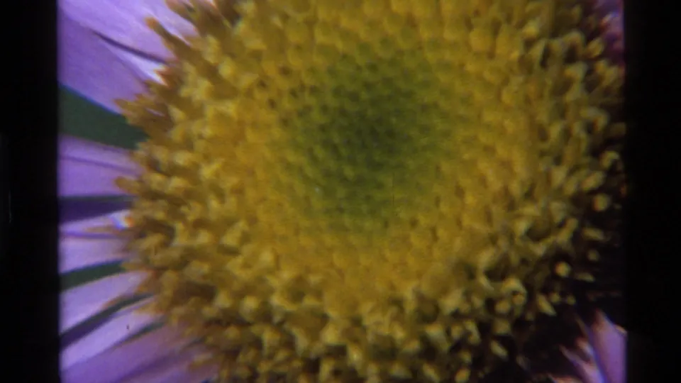 Close 8mm view of the flower's yellow center at Holland Lake, with purple petals and soft green background visible.