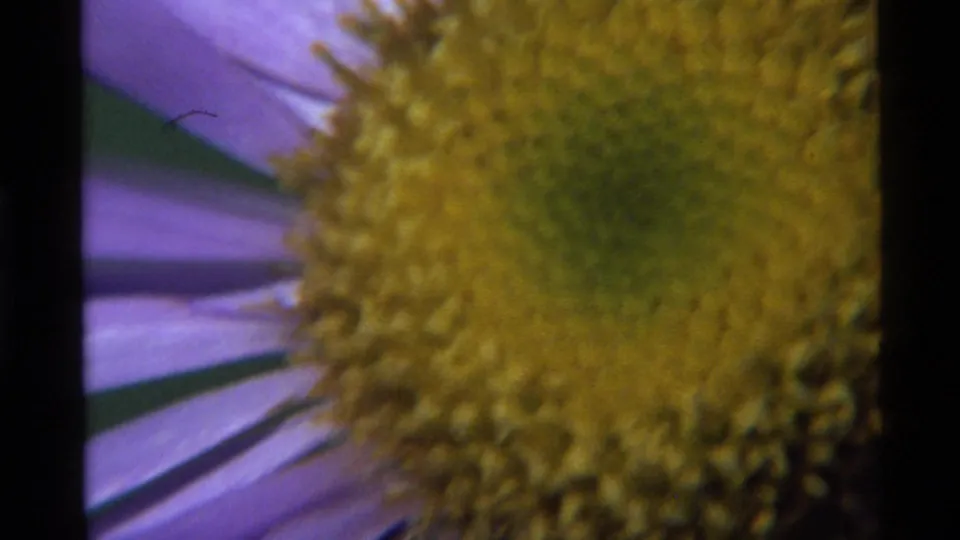 Tight 1972 8mm macro shot of the purple flower, with the yellow center soft and cropped close.