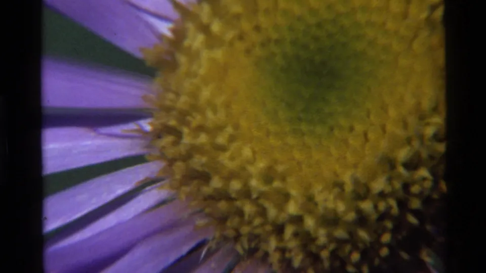 Final close 8mm frame from Holland Lake showing the flower's yellow center enlarged against purple petals.