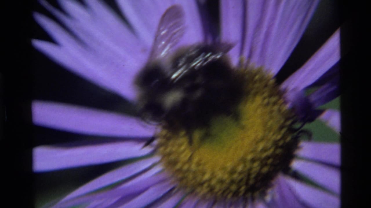 Bumblebee feeding on the yellow center of a purple flower.