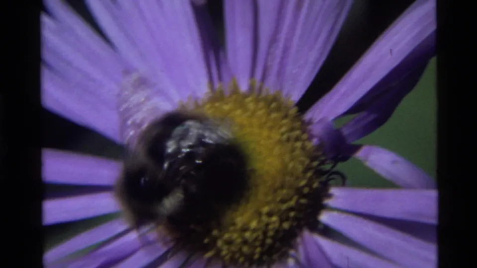 Close 1972 Holland Lake, Montana 8mm frame showing a bumblebee moving across a purple flower's yellow center.
