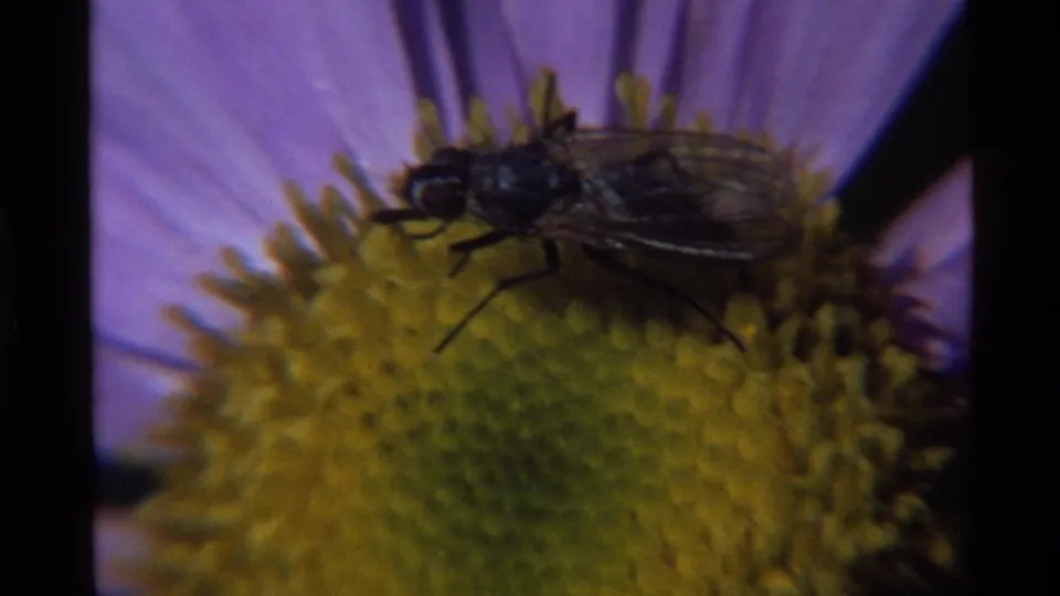 Close 1972 Holland Lake, Montana 8mm frame of a fly on a yellow flower center with purple petals behind it.
