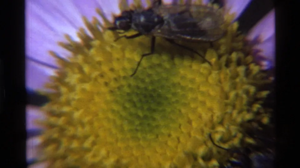 Close 1972 Holland Lake, Montana 8mm frame showing a fly near the edge of a purple flower's yellow center.
