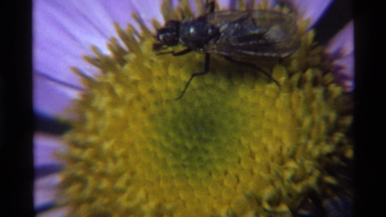1972 Holland Lake 8mm frame showing a dark insect on a purple flower's yellow center, with soft focus and visible film borders.