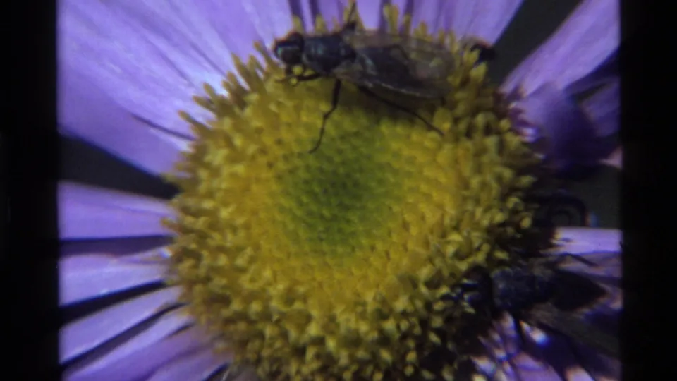 1972 Holland Lake 8mm frame with one insect on the yellow disc and another near the edge of a purple flower.