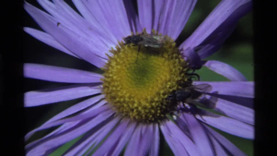 1972 Holland Lake 8mm frame showing a purple flower with insects around its yellow center against green foliage.
