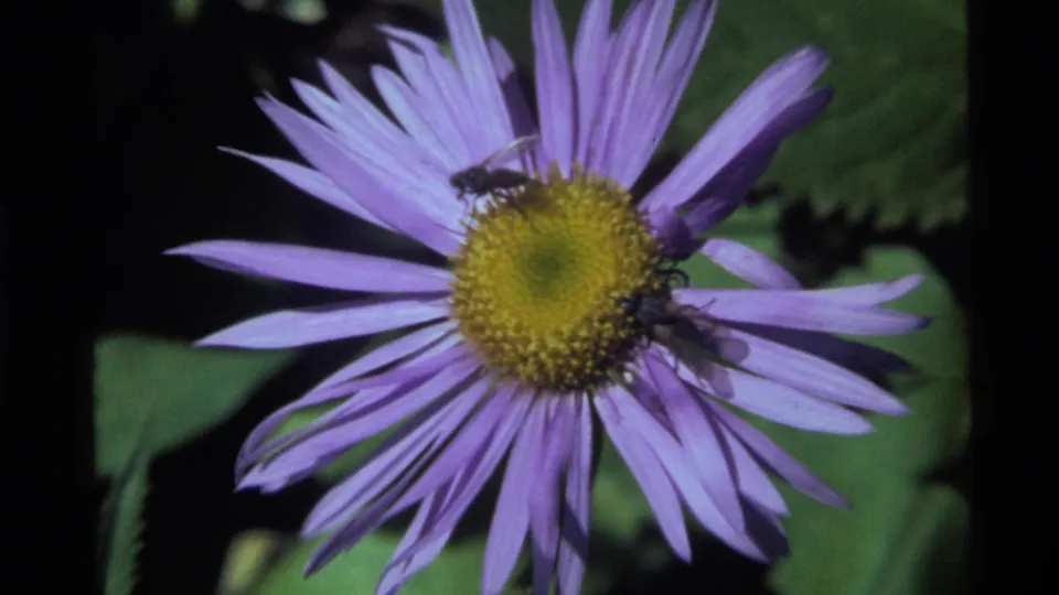 1972 Holland Lake 8mm frame showing a wider view of a purple flower with insects near the yellow disc and leafy background.