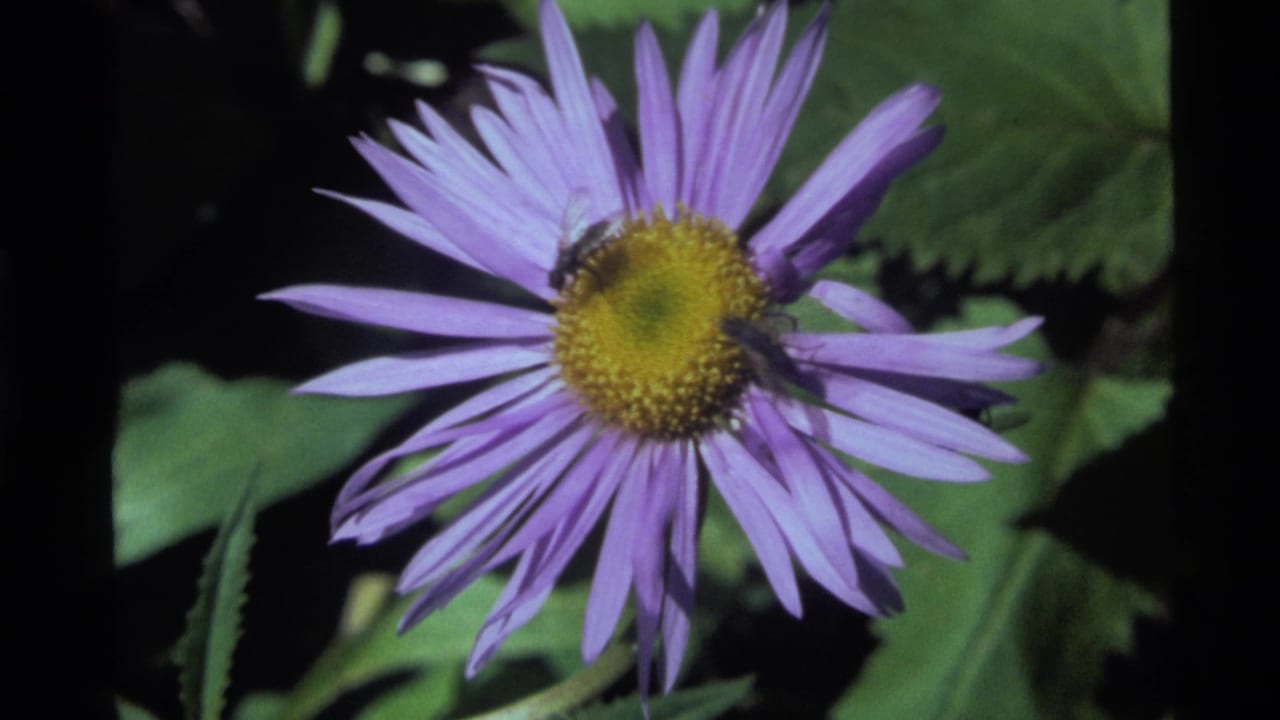 Purple daisy-like flower with a bee on its yellow center against dark green foliage.