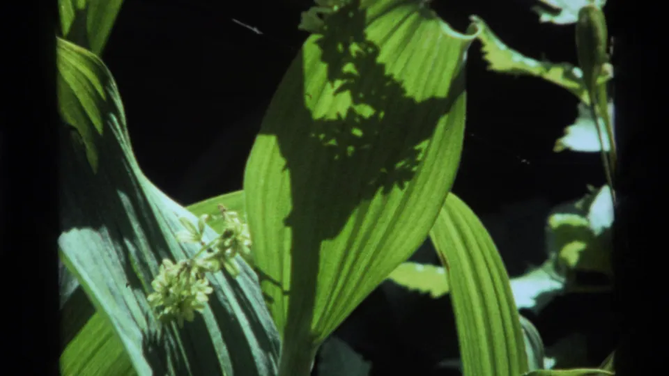 1972 Holland Lake 8mm frame of broad forest leaves with small pale blossoms under dappled sunlight.