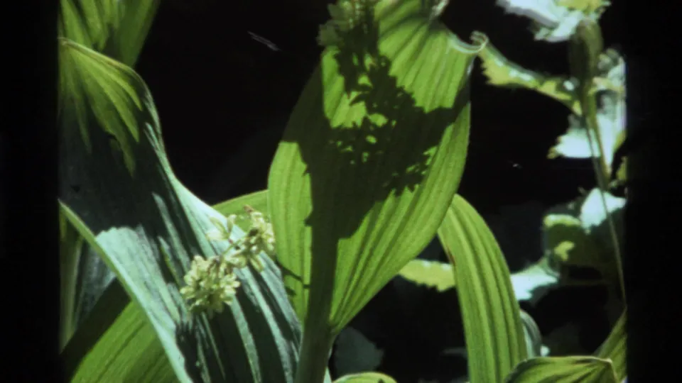 1972 Holland Lake 8mm frame showing overlapping green leaves and small blossoms in a shaded forest patch.