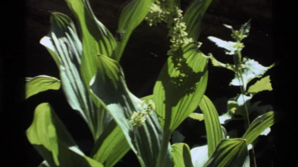 1972 Holland Lake 8mm frame of sunlit green plants and small pale blossoms against a dark wooded background.