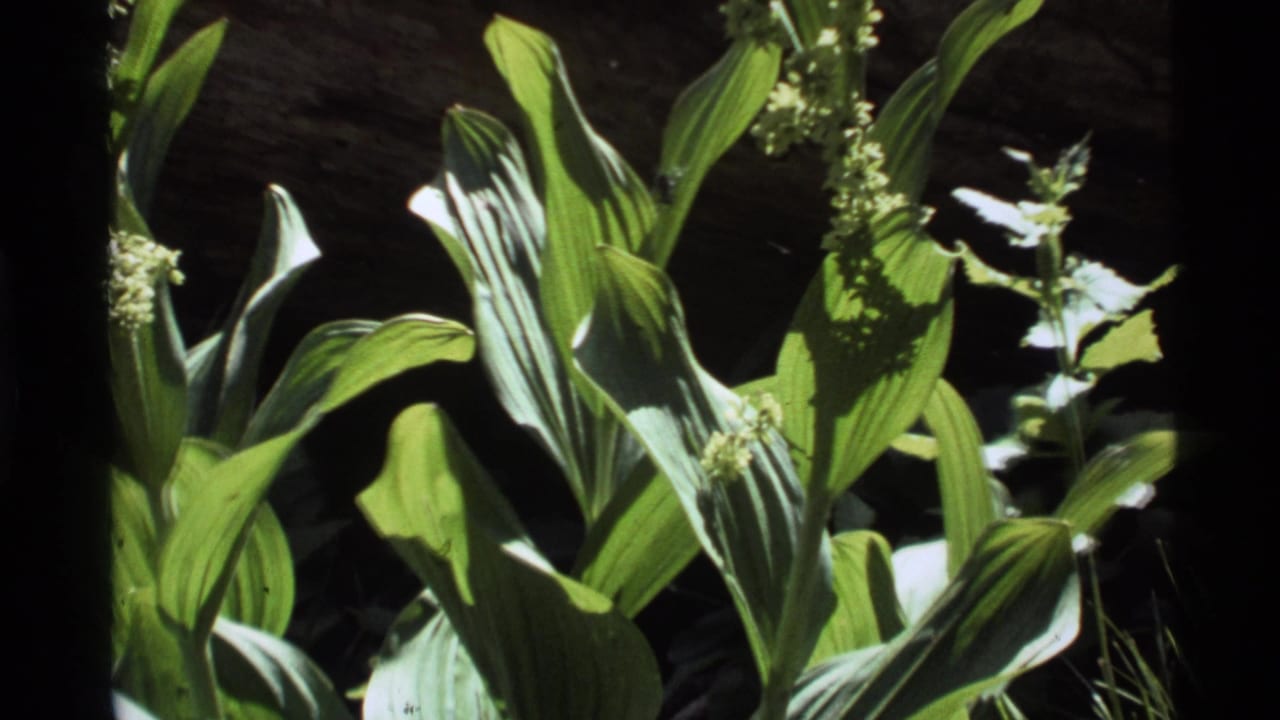 Broad green leaves and pale flower stalks in dappled sunlight.