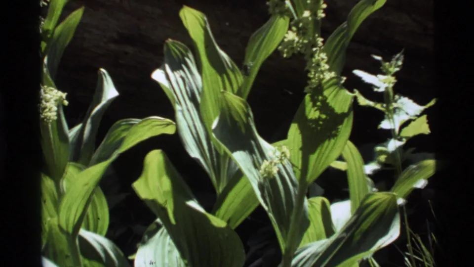 1972 Holland Lake 8mm frame showing broad green foliage and pale flower stalks in bright, uneven sunlight.