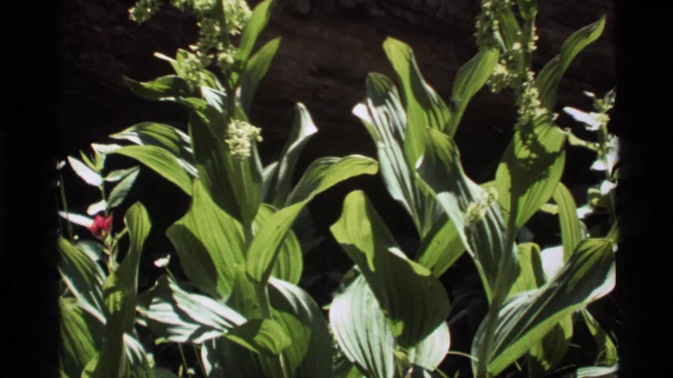 1972 Holland Lake 8mm frame with sunlit broad-leaf plants and small white flower clusters near shadowed ground.