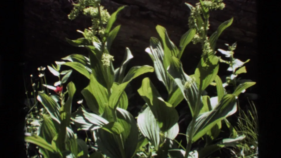 1972 Holland Lake 8mm frame showing dense green foliage, upright flower stalks, and a small red-purple bloom near the left side.