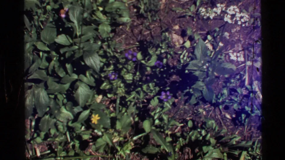 1972 Holland Lake 8mm frame looking down at leafy ground cover with small purple and yellow wildflowers and exposed soil.