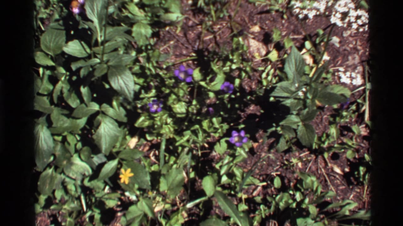 Purple flowers and green foliage in sunlit soil.