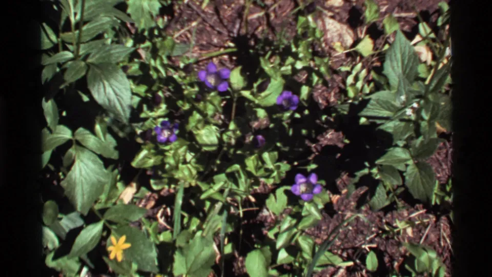 Purple bell-like flowers and leafy ground cover appear in a close 1972 Holland Lake, Montana 8mm frame.
