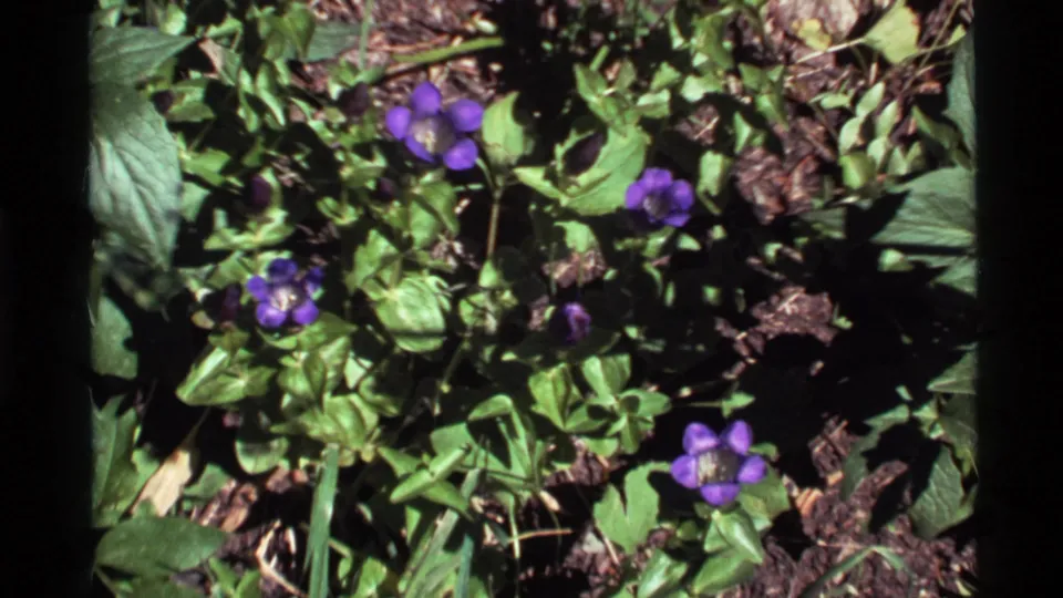 Multiple purple flowers and glossy green leaves are seen in archival 1972 8mm footage from Holland Lake, Montana.