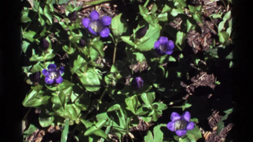 Close view of purple blossoms, leafy plants, and soil in 1972 Holland Lake, Montana home-movie footage.