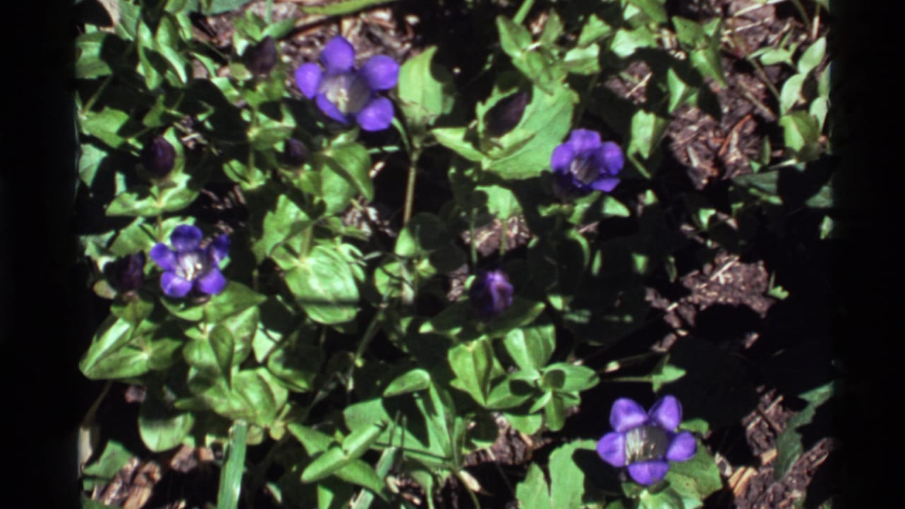 1972 8mm frame from Holland Lake, Montana, showing small purple blossoms among green foliage and patches of soil.
