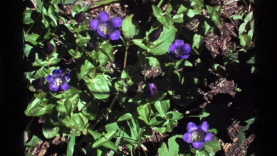 1972 8mm frame from Holland Lake, Montana, showing small purple blossoms among green foliage and patches of soil.