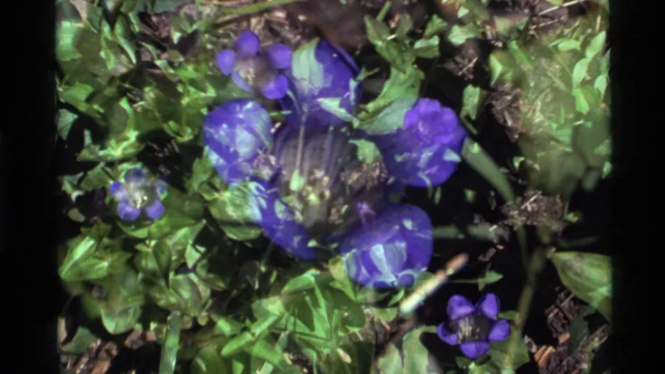 1972 Holland Lake 8mm frame with purple flower heads and green leaves, softened by motion and film exposure.