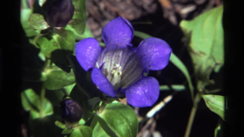 Close 1972 8mm view of a purple bell-shaped flower at Holland Lake, Montana, surrounded by leaves and a dark bud.