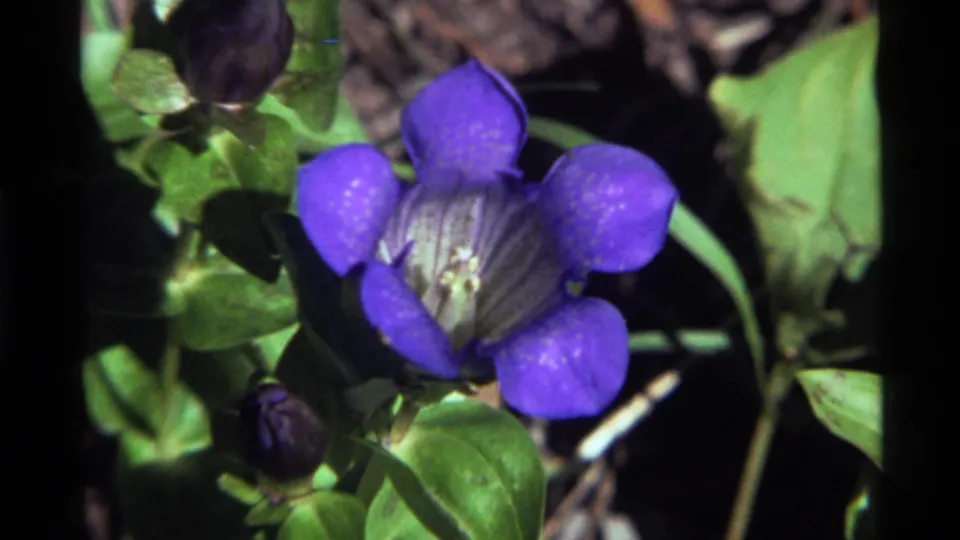 1972 8mm close-up from Holland Lake, Montana, showing a purple flower with visible center detail amid green foliage.