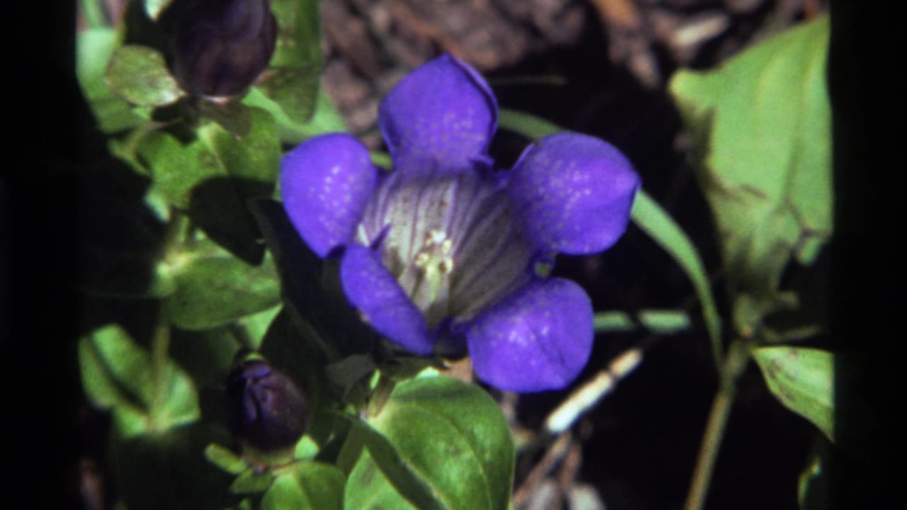 Close 1972 Holland Lake, Montana 8mm view of a purple wildflower with pale center, green leaves, and unopened buds.