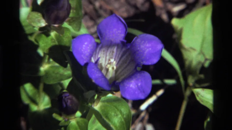 Close 1972 Holland Lake, Montana 8mm view of a purple wildflower with pale center, green leaves, and unopened buds.