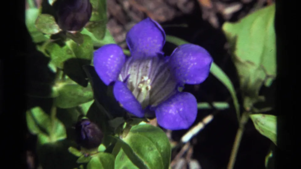 Handheld 8mm close-up of the purple wildflower at Holland Lake, with speckled petals, leaves, and shadowed background.