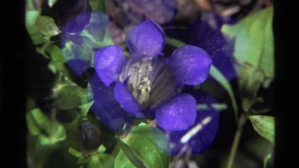 1972 8mm frame of the purple wildflower with leaves, buds, and a ghosted overlap from camera or film movement.