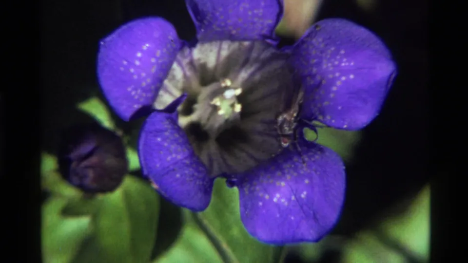 Close 1972 Holland Lake, Montana 8mm view of a bee on the purple bloom, with speckled petals and leaves beneath.