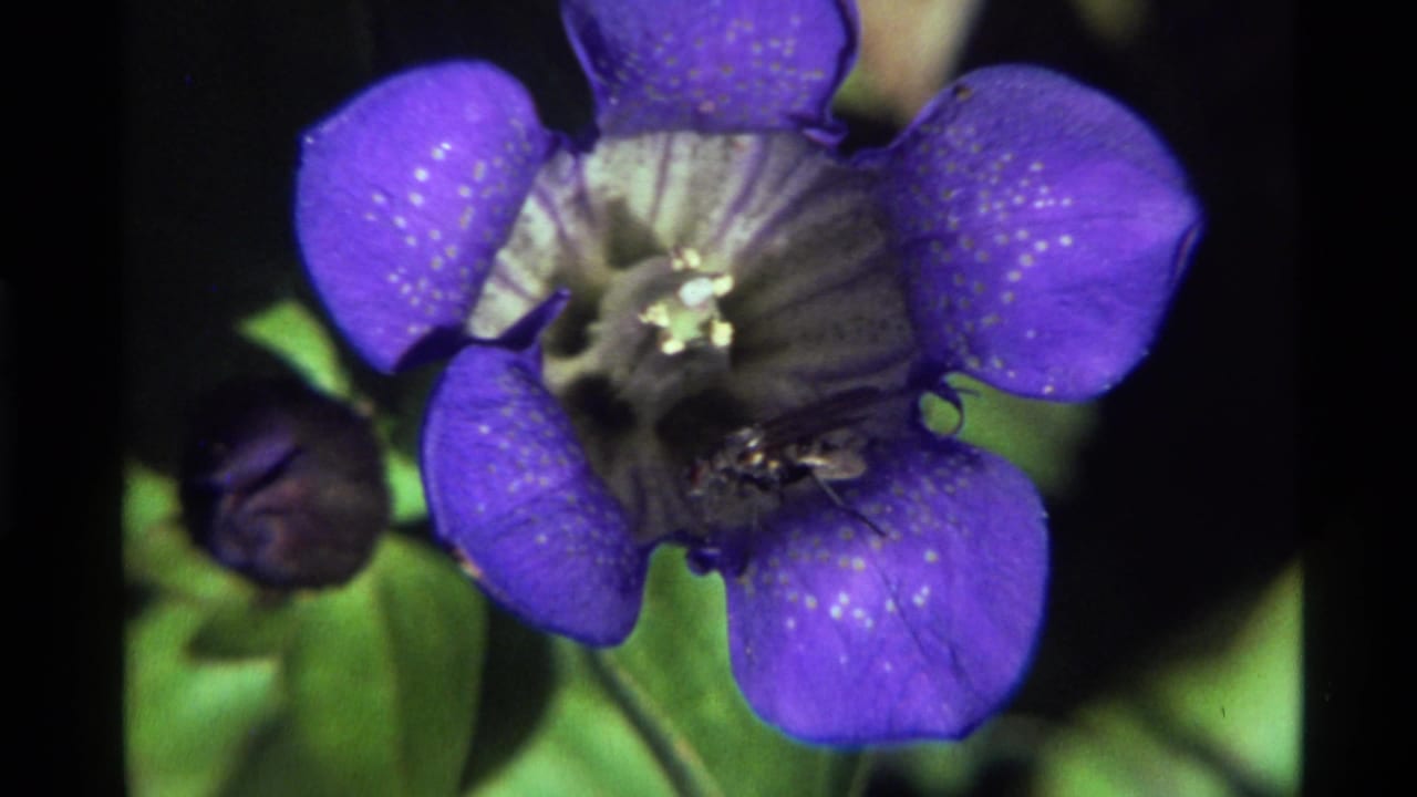 1972 Holland Lake 8mm frame showing a dark insect inside a purple wildflower with a pale center, green leaves, and dark background.