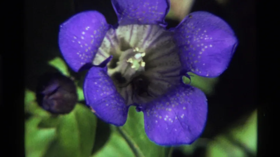 1972 Holland Lake 8mm close-up of a purple flower as a dark insect is partly obscured in the pale central throat.
