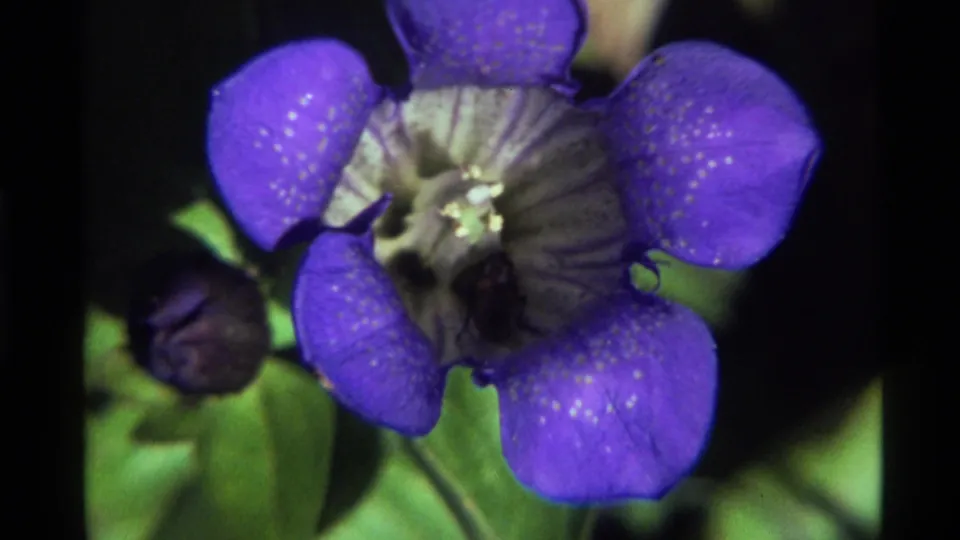 1972 Holland Lake 8mm frame showing a dark insect lower in the center of a purple speckled wildflower, with leaves and a bud nearby.