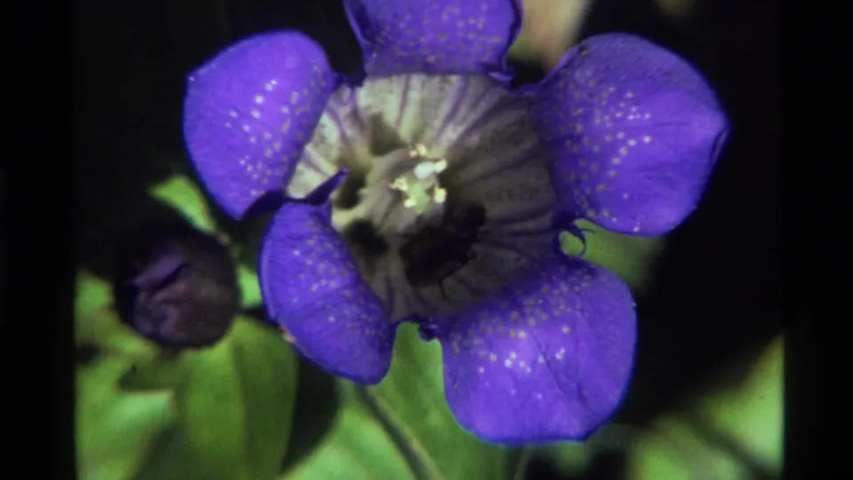 1972 Holland Lake 8mm still of a dark insect silhouetted in a purple flower, with speckled petals, green leaves, and deep shadow behind.