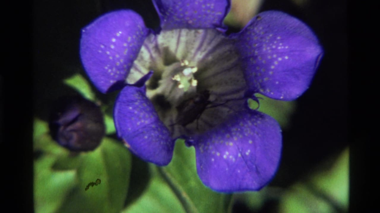Purple speckled flower with a small dark insect near its center and green leaves behind it.