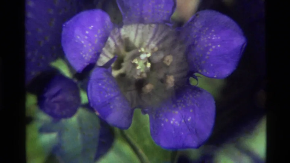 1972 Holland Lake home-movie frame with a purple speckled flower filling the view and an insect partly visible near the center.