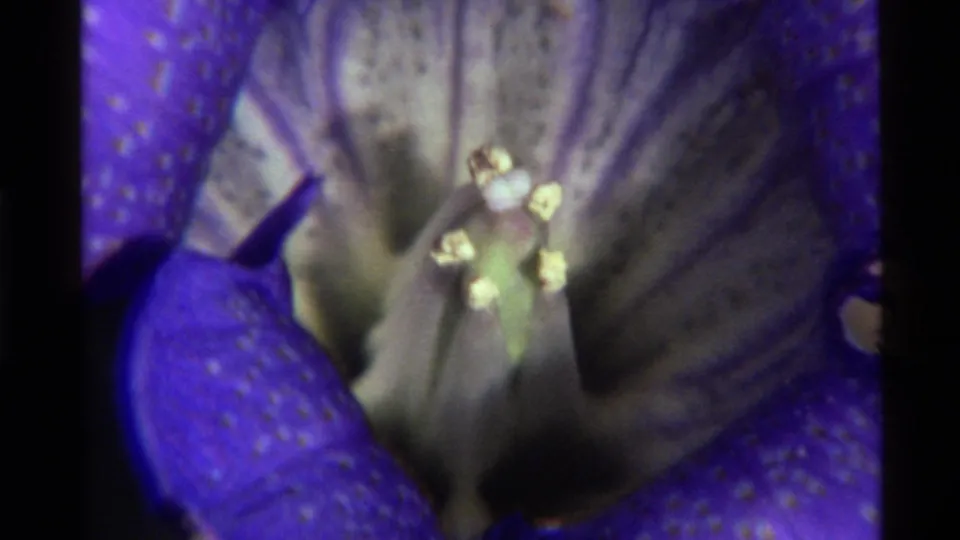 1972 Holland Lake 8mm close-up moving into the purple flower, showing pale central structures and surrounding spotted petals.