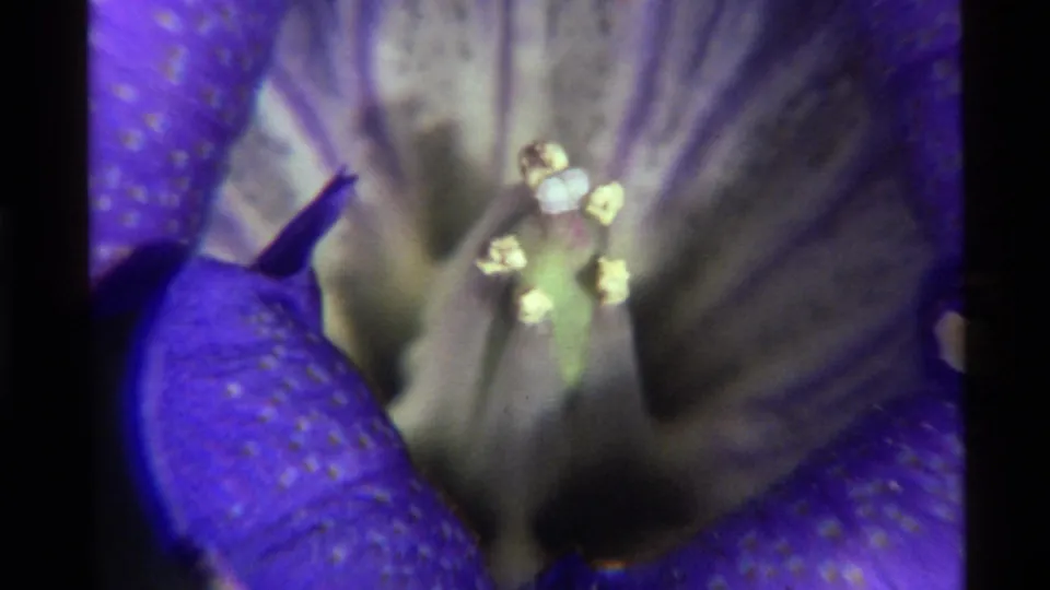 1972 Holland Lake frame showing the purple flower at very close range, with pale central details and saturated 8mm color.