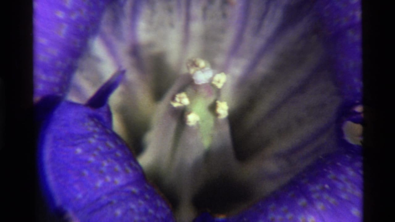 1972 Holland Lake 8mm close-up showing a blue-purple flower interior with pale stamen, pollen, soft focus, and dark film edges.