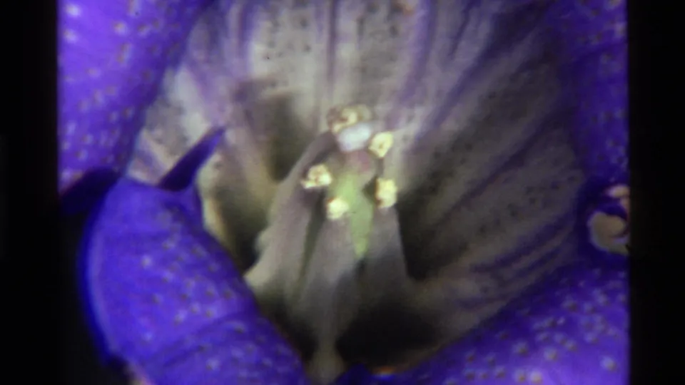 1972 Holland Lake flower close-up on 8mm film, with saturated blue petals, pale pollen-bearing stamen, and a softly blurred interior.