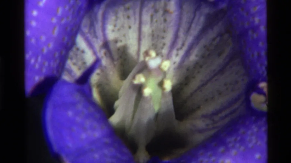 1972 Montana 8mm close-up of a blue-purple flower interior, showing pale stamen, pollen, shadowed folds, and visible film softness.