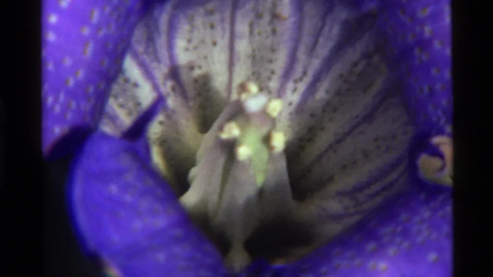 1972 Holland Lake 8mm frame of a blue flower close-up, with pale stamen, speckled petals, soft exposure, and dark scanned-film edges.