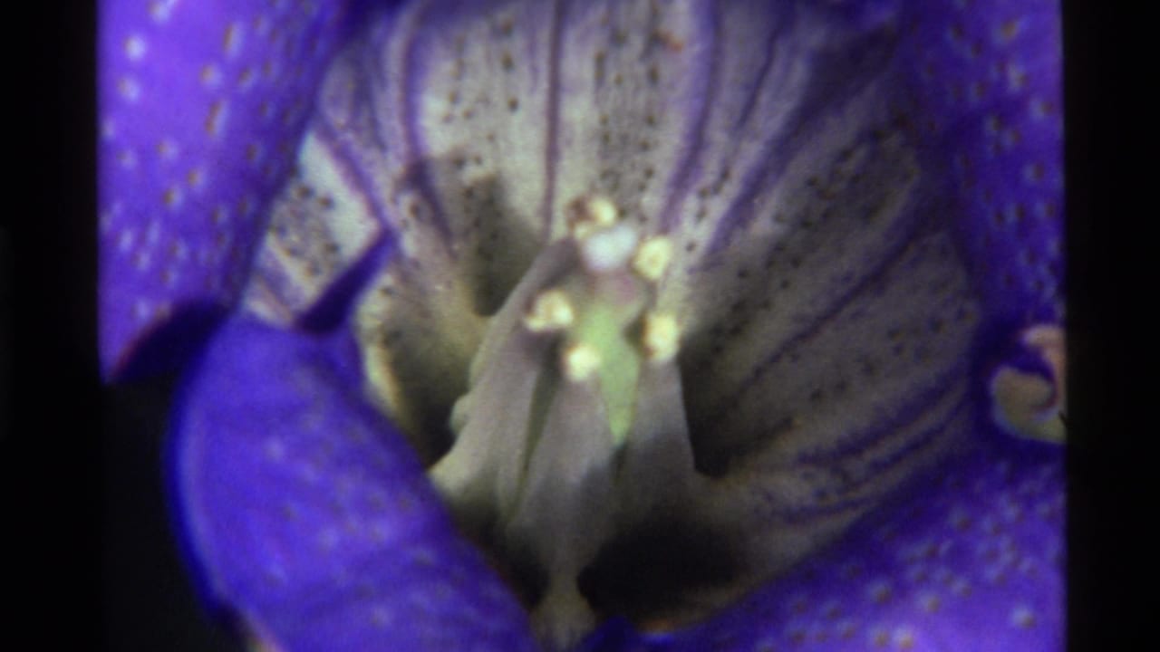 1972 8mm frame from Holland Lake, Montana, showing a soft macro view inside a purple-blue flower with pale speckled petals.