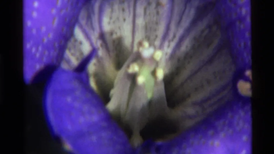 1972 Holland Lake 8mm frame showing the flower's pale center and stamens framed by saturated purple petals.