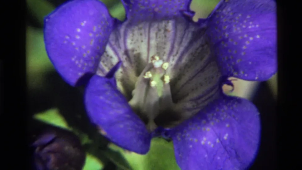 1972 8mm frame from Holland Lake showing more of the purple-blue flower, green leaves, and a dark unopened bud below.
